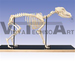 Anatomical Dog Skeleton model (Canis domesticus)